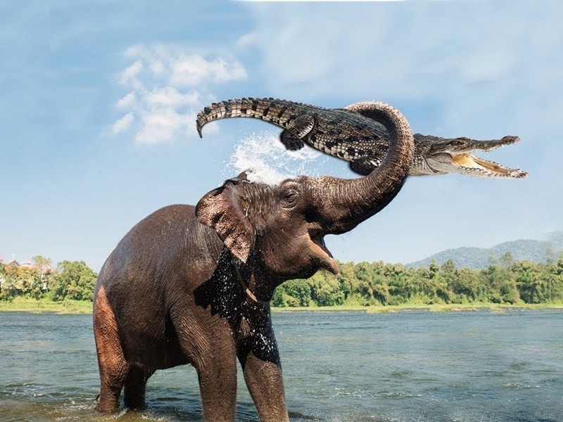 Слон расправился с крокодилом